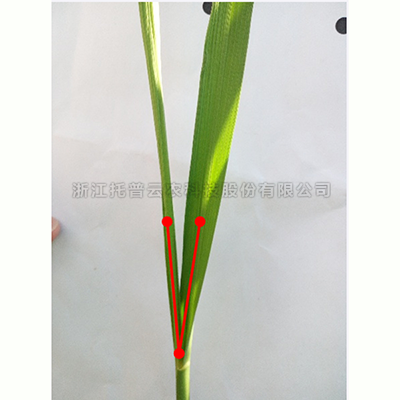 lewin乐玩官网-相信品牌力量