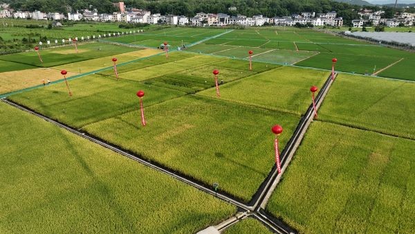 湘东区现代化造种基地，数智赋能让“赣鄱粮仓”更有底气！