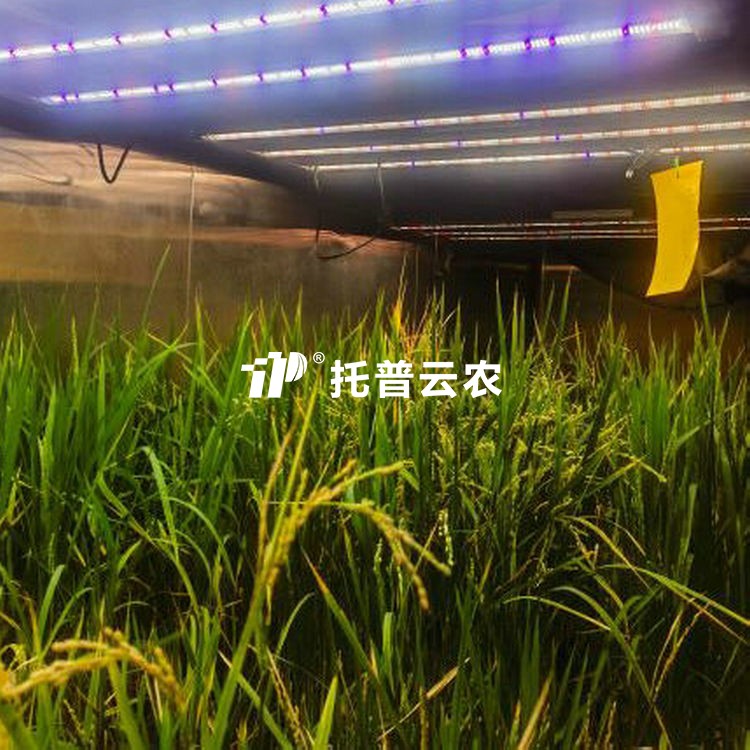 育种加代室/