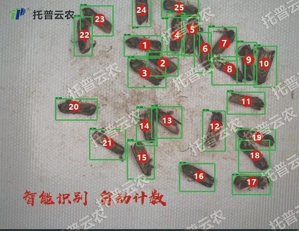 虫脸鉴别
