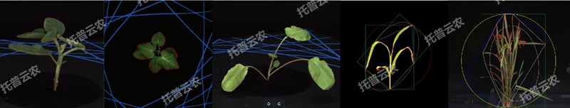 盆栽植物二维数字表型采集分析系统_副本.jpg