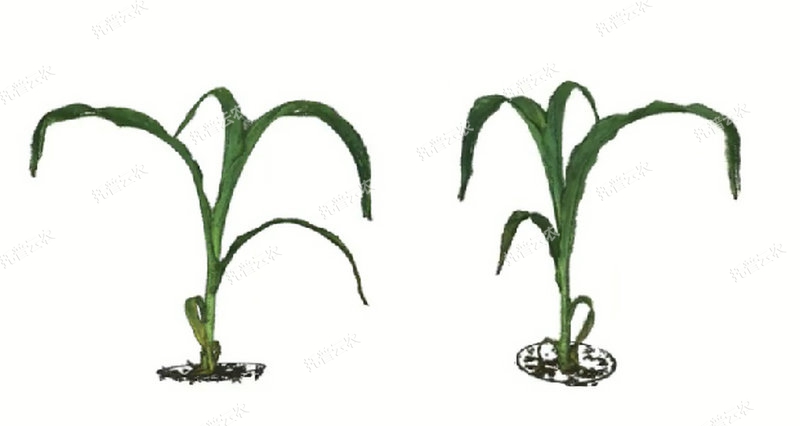 逆境仿照及植物成长监测平台-3维.jpg