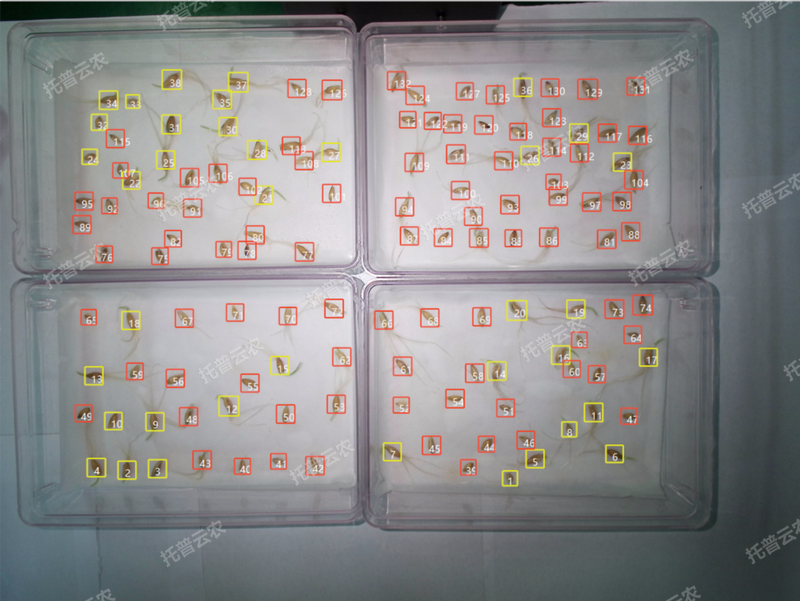 抽芽率鉴别-高通量植物环境调控+高通量种子智能萌发鉴定系统.png